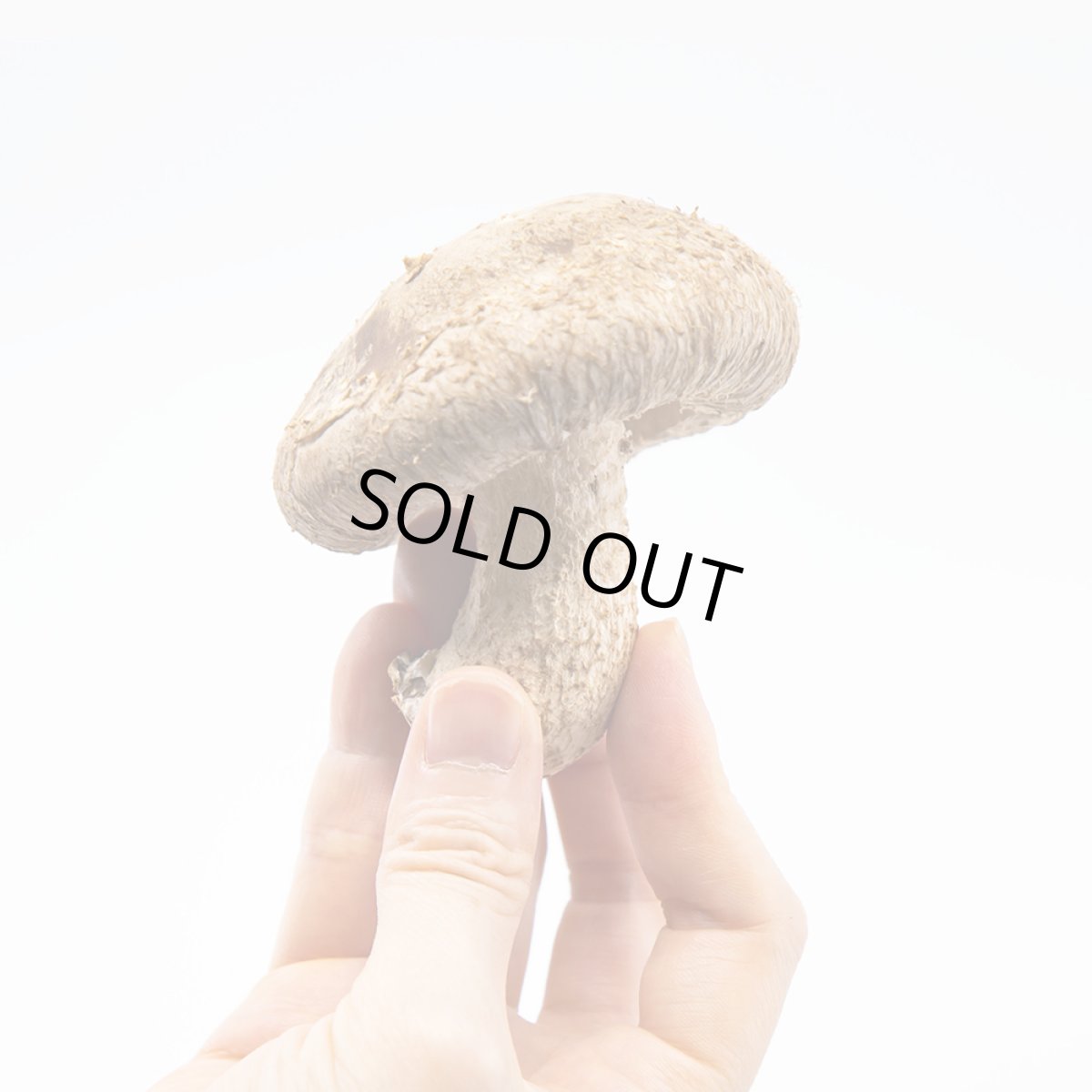 画像4: うみかぜ椎茸（生）A品6袋セット (4)