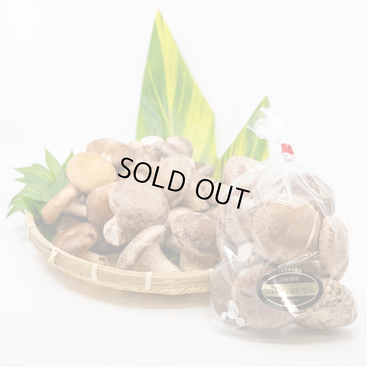 画像2: うみかぜ椎茸（生）A品6袋セット (2)