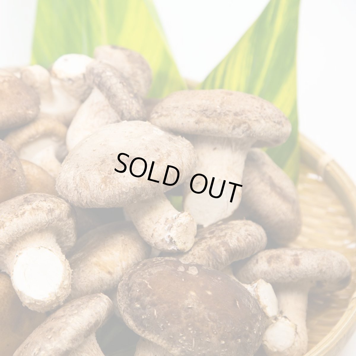 画像3: うみかぜ椎茸(生)A品3袋セット (3)