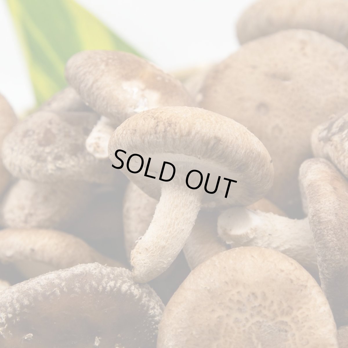 画像4: うみかぜ椎茸（生）B品4袋セット (4)