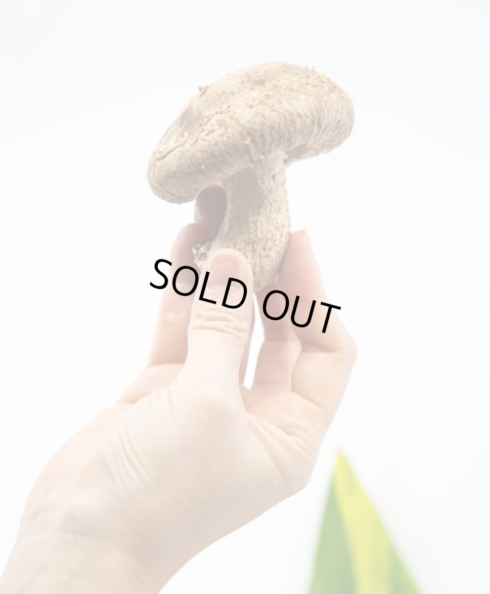 画像5: うみかぜ椎茸&ソーセージ詰め合わせセット (5)