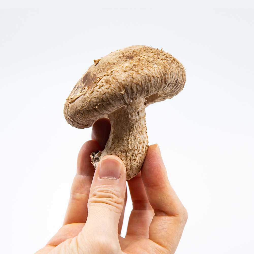 画像4: うみかぜ椎茸（生）A品5袋セット (4)