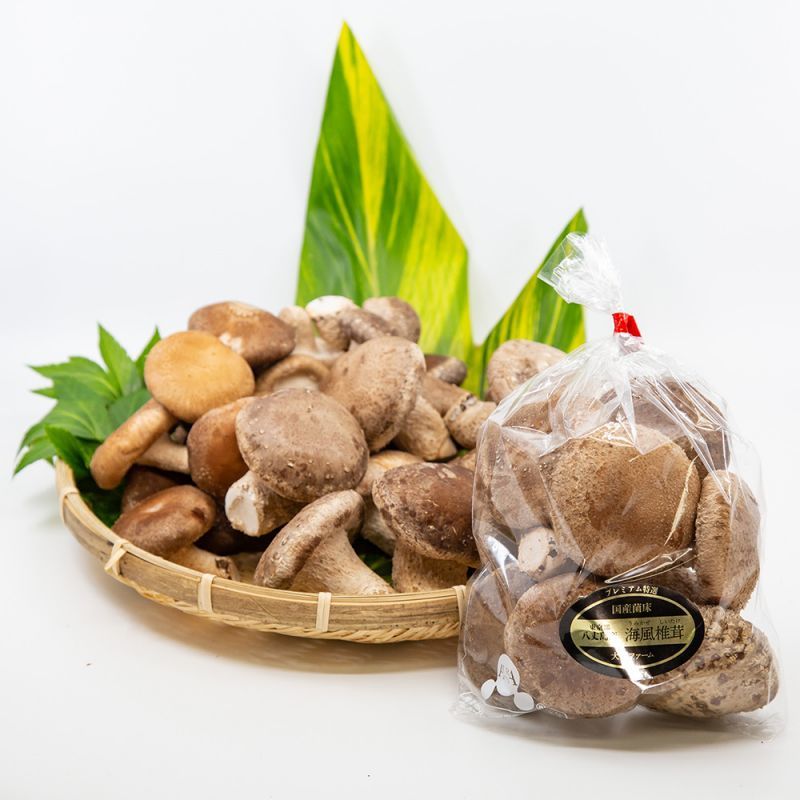 画像1: うみかぜ椎茸（生）A品5袋セット (1)